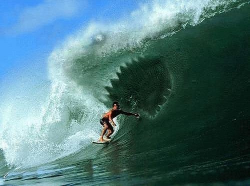 Shark Wave